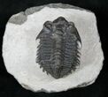 Bug Eyed Coltraneia Trilobite - #10742-4